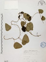 千金藤、金線吊烏龜藏品圖，第1張