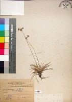 乾溝飄拂草藏品圖，第1張