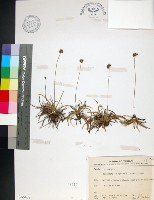 乾溝飄拂草藏品圖，第1張