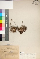 乾溝飄拂草藏品圖，第1張