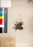 乾溝飄拂草藏品圖，第1張