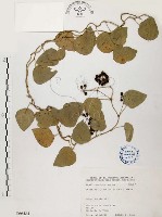 千金藤、金線吊烏龜藏品圖，第1張