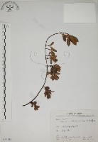 越橘葉蔓榕藏品圖，第1張