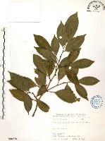 石苓舅藏品圖，第1張