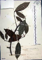 九重吹、九丁樹、脈葉榕、大葉九重吹藏品圖，第1張