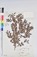 紅仔珠藏品圖，第1張