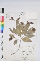 交力坪鐵色藏品圖，第1張