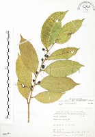 白肉榕、島榕藏品圖，第1張