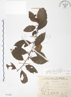 台灣山桂花藏品圖，第1張