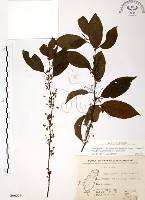 台灣山桂花藏品圖，第1張