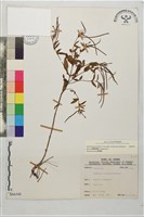 短葉柳葉菜藏品圖，第1張