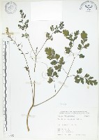 臺灣黃菫藏品圖，第1張