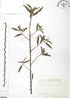 水丁香藏品圖，第1張