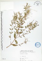 短葉柳葉菜藏品圖，第1張