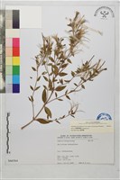 短葉柳葉菜藏品圖，第2張