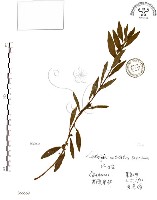 水丁香藏品圖，第1張