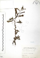 水丁香藏品圖，第1張