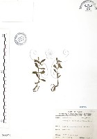 水丁香藏品圖，第1張