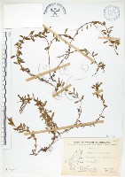 合歡柳葉菜藏品圖，第1張