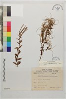 黑龍江柳葉菜藏品圖，第1張