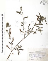 水丁香藏品圖，第1張