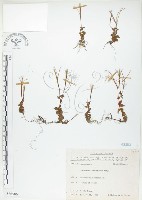 彭氏柳葉菜藏品圖，第1張