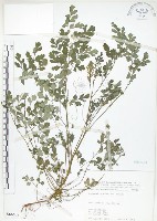 臺灣黃菫藏品圖，第1張