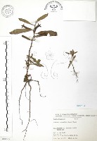 水丁香藏品圖，第1張