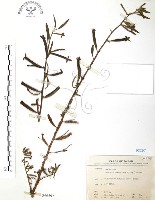 水丁香藏品圖，第1張