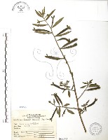 水丁香藏品圖，第1張