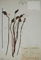 野菰藏品圖，第1張