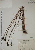 野菰藏品圖，第1張