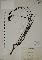 野菰藏品圖，第1張