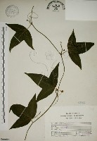 三角葉西番蓮藏品圖，第1張