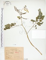 臺灣黃菫藏品圖，第1張