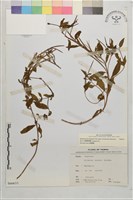 短葉柳葉菜藏品圖，第1張