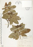 蘭嶼樹杞、蘭嶼紫金牛藏品圖，第1張