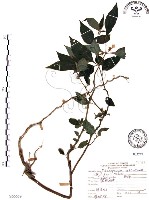 龍珠藏品圖，第1張