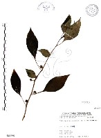 龍珠藏品圖，第1張