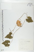 斑花青牛膽藏品圖，第1張