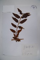 川上氏忍冬藏品圖，第1張