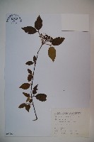 紅子莢迷藏品圖，第1張