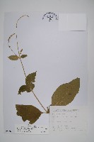 日本牛膝藏品圖，第1張