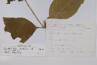 日本牛膝藏品圖，第2張