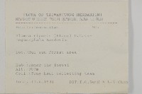 大頭艾納香藏品圖，第2張