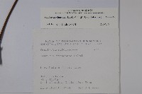 冇骨消藏品圖，第2張