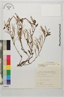 短葉柳葉菜藏品圖，第1張