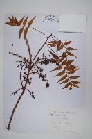 黃連木、爛心木藏品圖，第1張