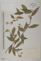 假東風菜藏品圖，第1張