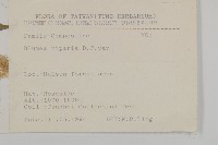 假東風菜藏品圖，第2張